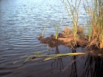 PIC0011