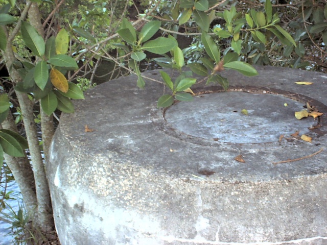 As you travel along Old Cutler Road, near its south end, you cross a bridge over Snapper Creek. This is located next to the southeast corner of the bridge --- looks a LOT like an escape hatch from a bunker or bomb shelter, does it not? Hmmm....
