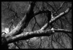 dead tree limbs