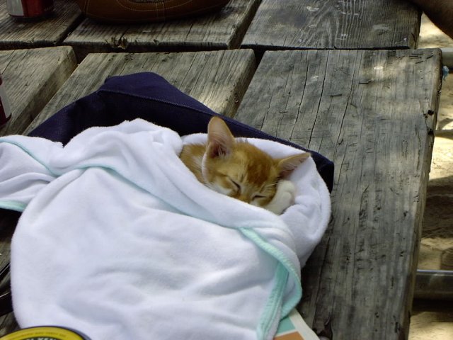 Kyo, our official provider of soft, plush, sleepy cuteness.