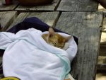 Kyo, our official provider of soft, plush, sleepy cuteness.