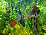 August 02 2004 17:24:43. - Hello, Symphysodon spp.
