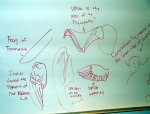 Wing studies, also amusingly named.