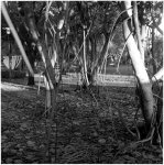 signature trees