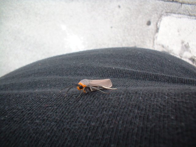 A random moth(?) that landed on my chest and hung out a while