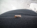 A random moth(?) that landed on my chest and hung out a while