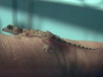 Found this little guy in my bathroom. Kawaii!