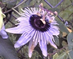 Passionflower (passiflora spp.)